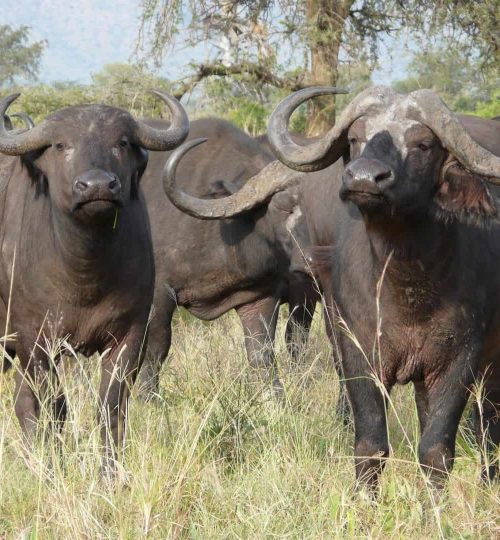 Buffalo-herb