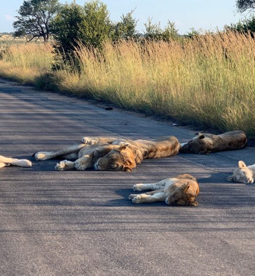 Kruger lions 4