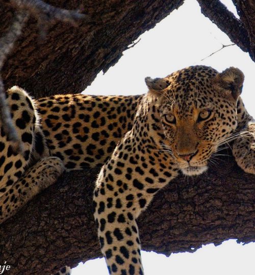 Leopard_Kruger_MArc_Cronje