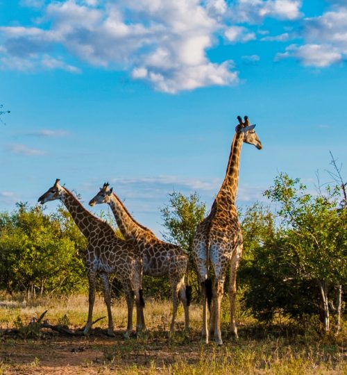 The-Best-time-to-visit-kruger-national-park.jpg