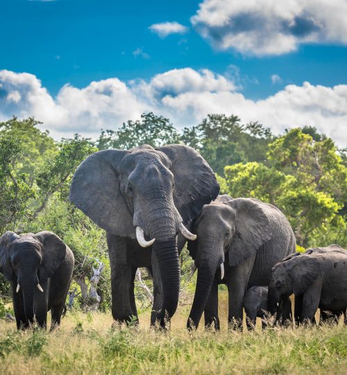 elephants-family-in-kruger-national-park-south-africa-AdobeStock_320641460